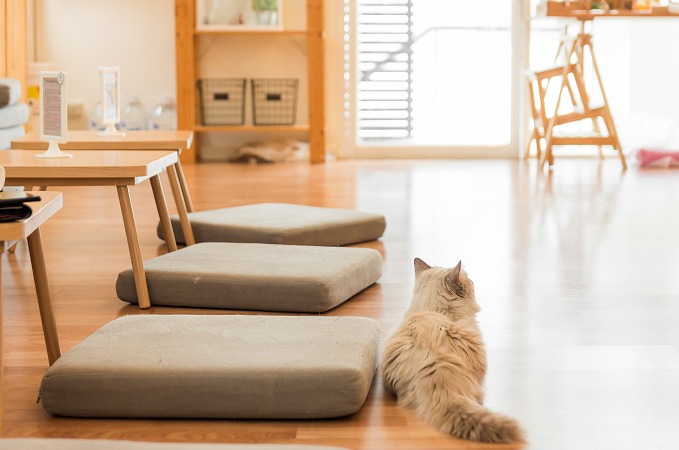 リビングルームでくつろぐ猫